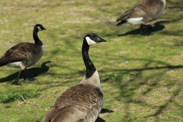 geese at the lake