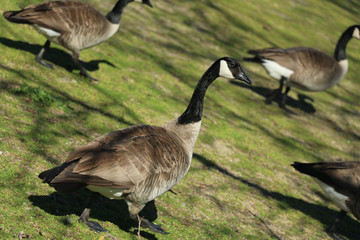 geese at the lake