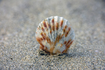Seashell in the Sand