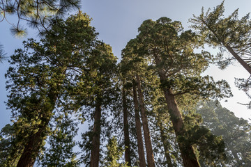 Giant sequoias at Yosemite National Park