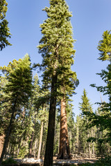 Fototapeta premium Giant sequoias at Yosemite National Park