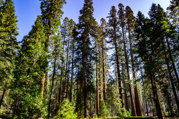 Giant sequoias at Yosemite National Park