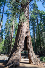California tunnel tree at Mariposa grove