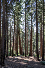Giant sequoias at Yosemite National Park