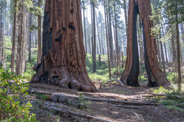 Fototapeta premium Clothespin tree at Mariposa grove in Yosemite
