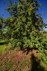 Fototapeta na wymiar apple orchard organic 