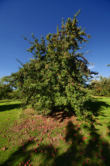 apple orchard organic 