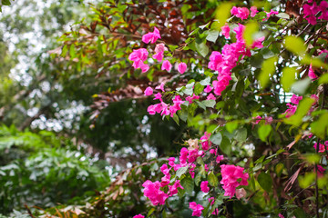 Bougainvillea flowers background. Red flowers of bougainvillea tree. Colorful purple flowers in park