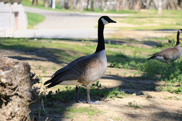 geese at the lake
