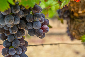 Vineyards at Sonoma valley
