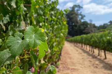 Vineyards at Sonoma valley