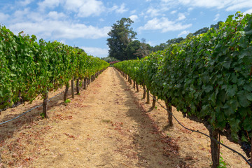 Fototapeta na wymiar Vineyards at Sonoma valley