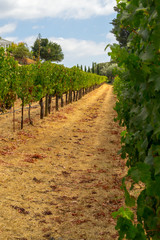 Fototapeta na wymiar Vineyards at Sonoma valley