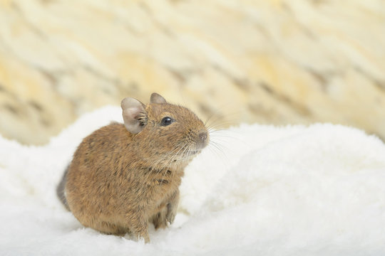 Looking up degu