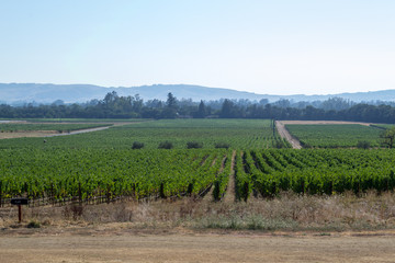 Vineyards at Sonoma valley