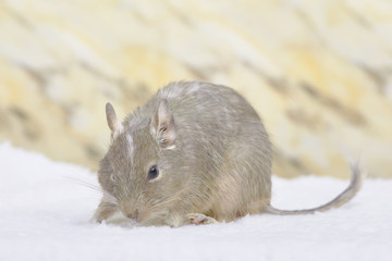 Degu paid on a blanket
