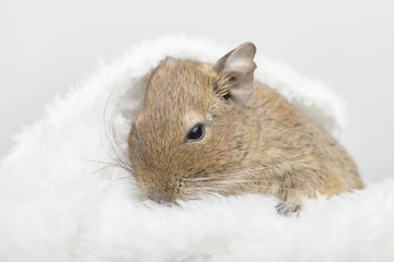 Wrapped degu