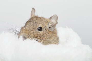 Wrapped degu