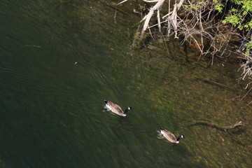 Geese in water