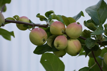 green apples on a tree