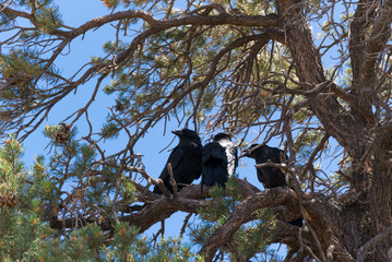Black ravens and an old pine. Desert in Utah, USA