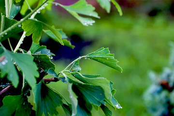 Reflection in water droplets on young leaves of ginkgo biloba.