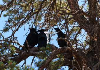 Black ravens and an old pine. Desert in Utah, USA