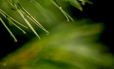 A drop of water on a pine needle close up