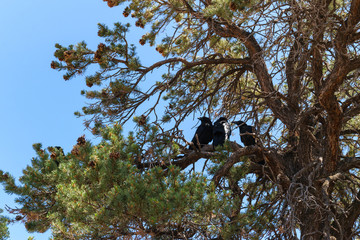 Black ravens and an old pine. Desert in Utah, USA