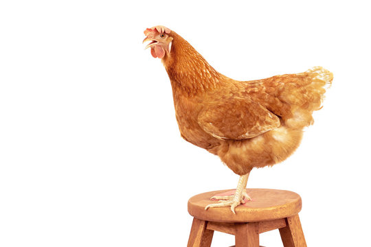 red feather chicken standing on wood desk path isolate white background