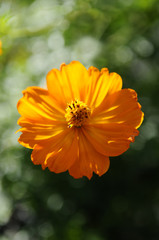 オレンジ色の花　キバナコスモス