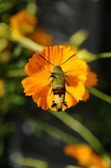 ホバリングする昆虫