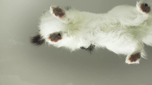 Papillon stands on glass and turns his head stock footage video