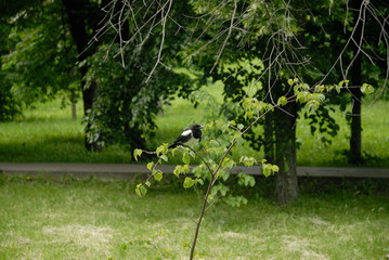 pruning tree