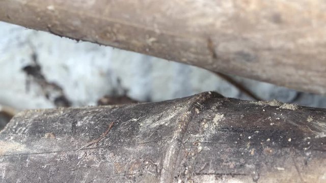 Common sun skink (Eutropis multifasciata) disappearing off a bamboo log in Thailand