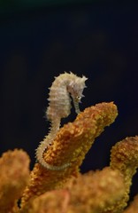 White Slender Sea Horse (hippo campus) in the ocean