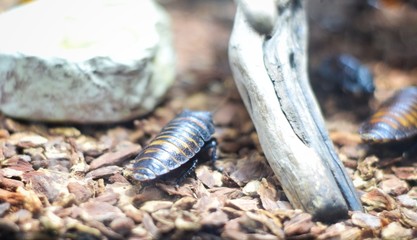  cockroach at the stone