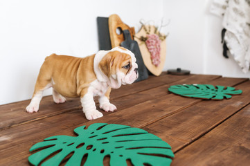 Little pedigreed french bulldog puppy standing on wood table indoors