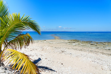 Fototapeta na wymiar Palm tree on a white sandy beach