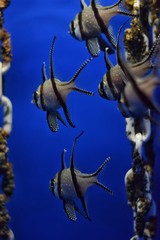 School fish in marine aquarium