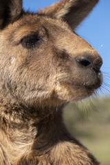 Australian kangaroo outdoors during the day time.