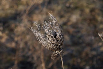 Withered flower