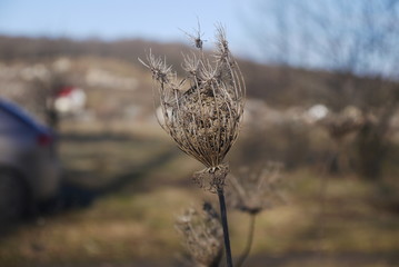 Withered flower
