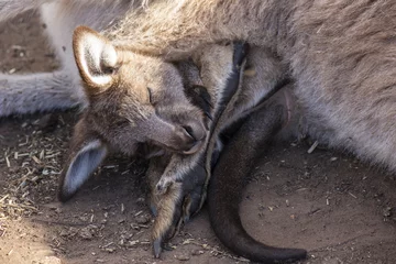 Photo sur Plexiglas Kangourou Australian kangaroo outdoors during the day time.