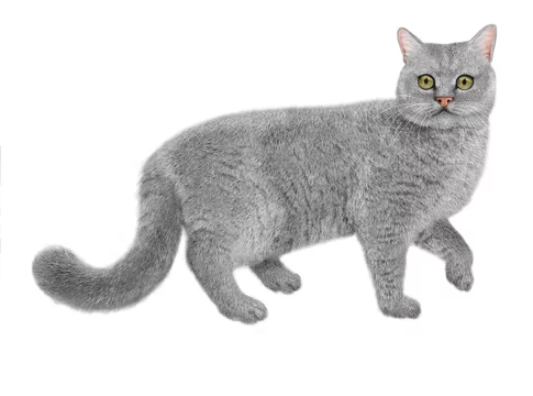 16 Best Nourriture Pour Chat Images Stock Photos Vectors Adobe Stock