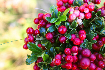 Wild berry cranberries (Vaccinium vitis-idaea). Ripe wild lingonberries. Wild berry cranberries.  Lingonberries. Berries of wild cowberry.