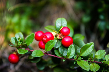 Obraz premium Wild berry cranberries (Vaccinium vitis-idaea). Ripe wild lingonberries. Wild berry cranberries. Lingonberries. Berries of wild cowberry.