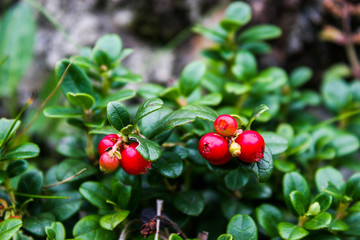 Wild berry cranberries (Vaccinium vitis-idaea). Ripe wild lingonberries. Wild berry cranberries.  Lingonberries. Berries of wild cowberry.