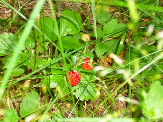 wild strawberry in grass
