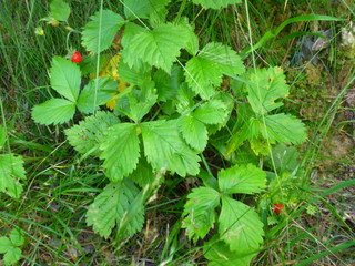 parsley in the garden